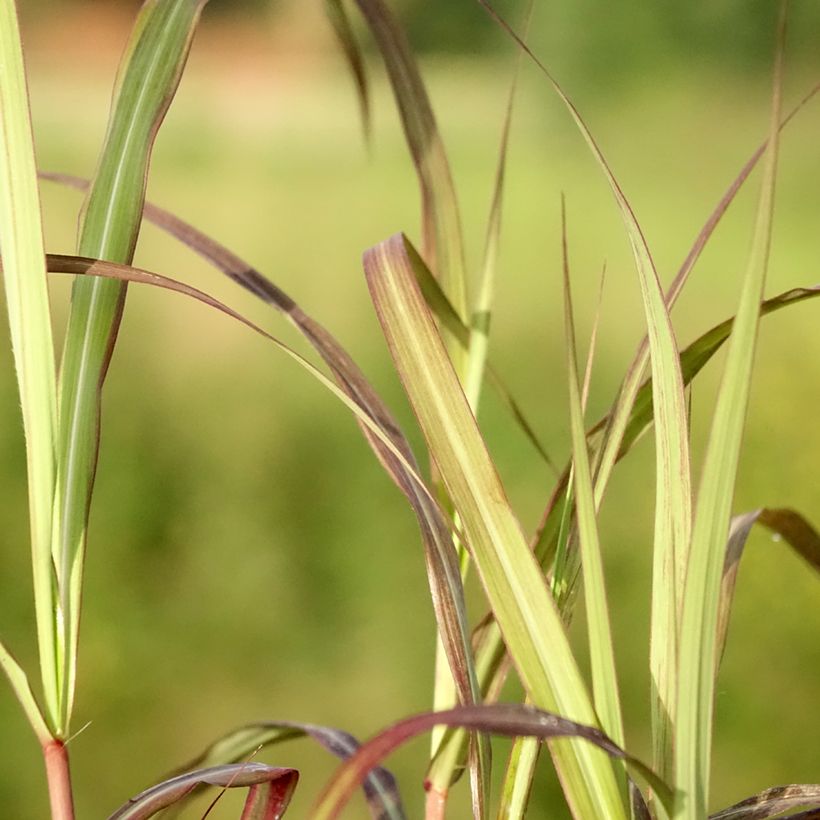 Miscanthus sinensis Nippon - Eulalie, Roseau de Chine (Foliage)