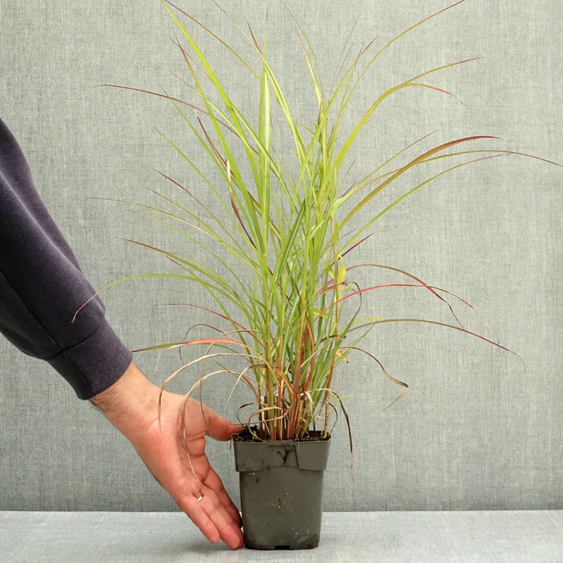 Spécimen de Miscanthus sinensis Purple Fall® - Eulalie, Roseau de Chine Godet de 8/9 cm tel que livré en été