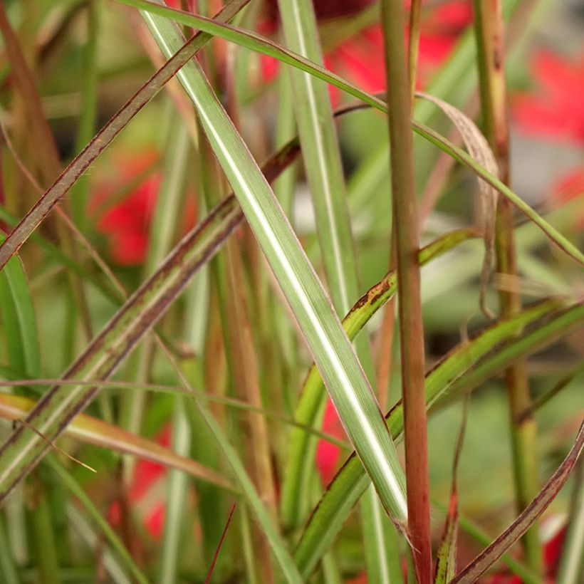 Miscanthus sinensis Samurai - Roseau de Chine (Foliage)