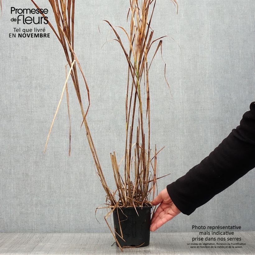Spécimen de Miscanthus sinensis Strictus - Roseau de Chine Pot de 2L/3L tel que livré en automne