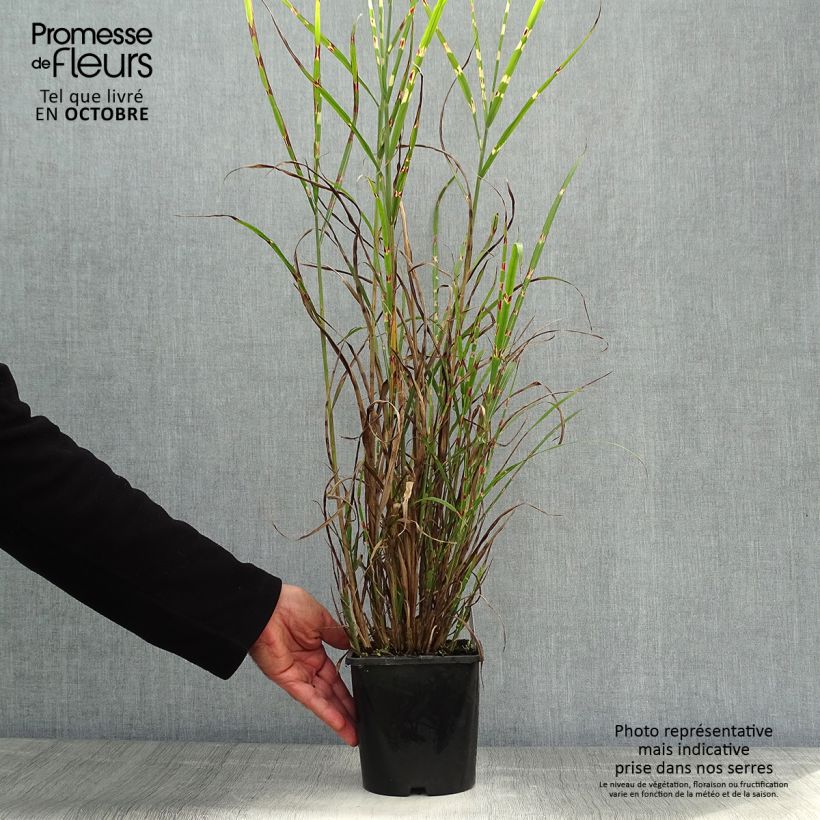 Spécimen de Miscanthus sinensis Zebrinus - Roseau de Chine Pot de 2L/3L tel que livré en automne