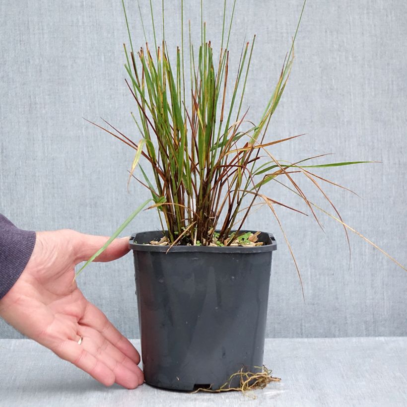 Spécimen de Molinia caerulea Edith Dudszus - Molinie bleue Pot de 2L/3L tel que livré en automne