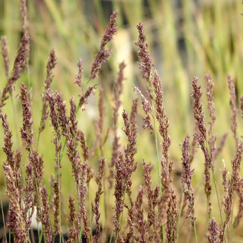 Molinia caerulea Heidezwerg - Molinie bleue à fleurs pourpre (Floraison)