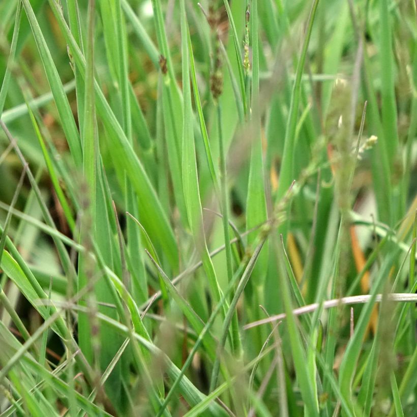 Molinia caerulea Moorflamme - Molinie bleue (Foliage)