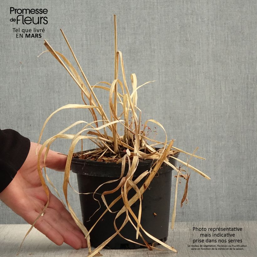 Example of Molinia caerulea ssp arundinacea Transparent Pot de 2L/3L as you get in printemps