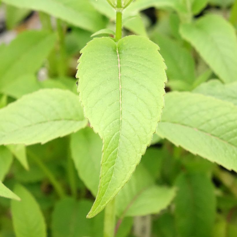 Monarde Beauty of Cobham - Bergamote rose (Foliage)