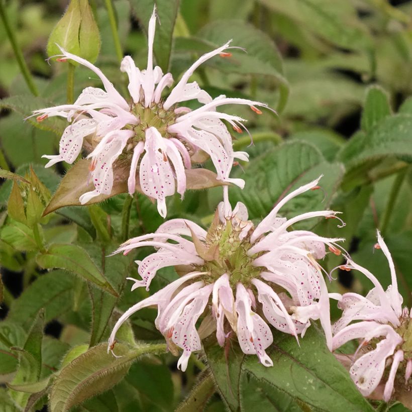 Monarde bradburiana - Bergamote sauvage (Flowering)