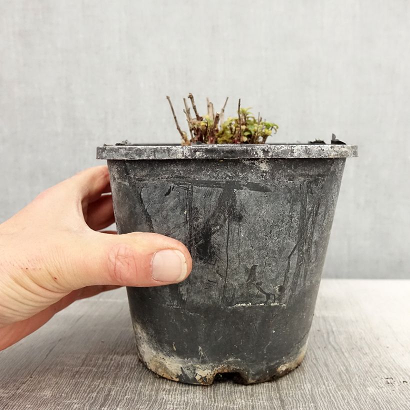 Example of Monarde Cranberry Lace - Bergamote rose pourpré Pot de 1,5L/2L as you get in printemps