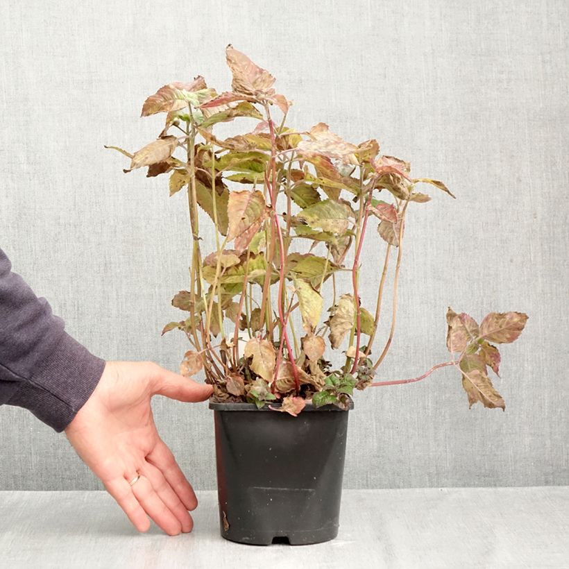 Spécimen de Monarde didyma Pink Supreme - Bergamote rose-rouge Pot de 1,5L/2L tel que livré en automne