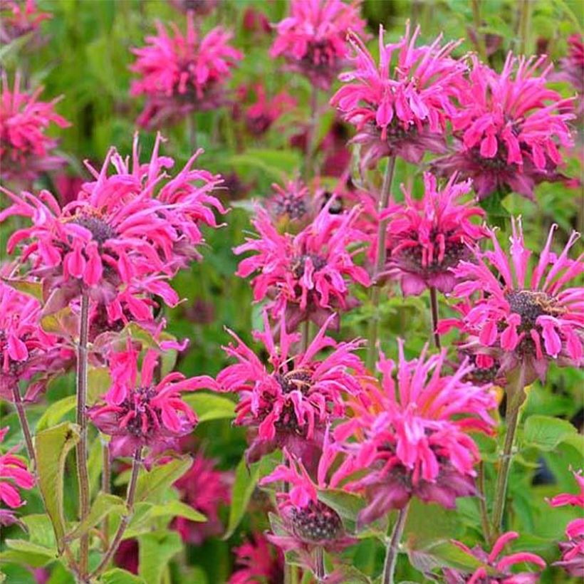 Monarde Heidelerche - Bergamote rose-rouge (Flowering)