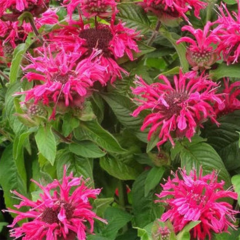 Monarde Pink Lace - Bergamote compacte, rose foncé (Flowering)