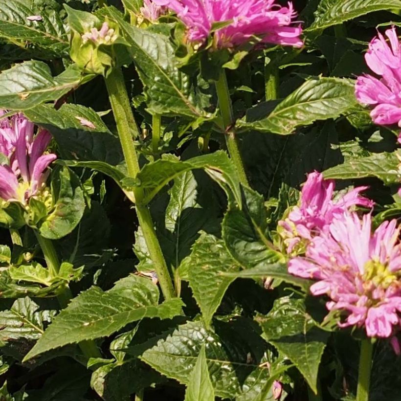 Monarde Pink Lace - Bergamote compacte, rose foncé (Foliage)
