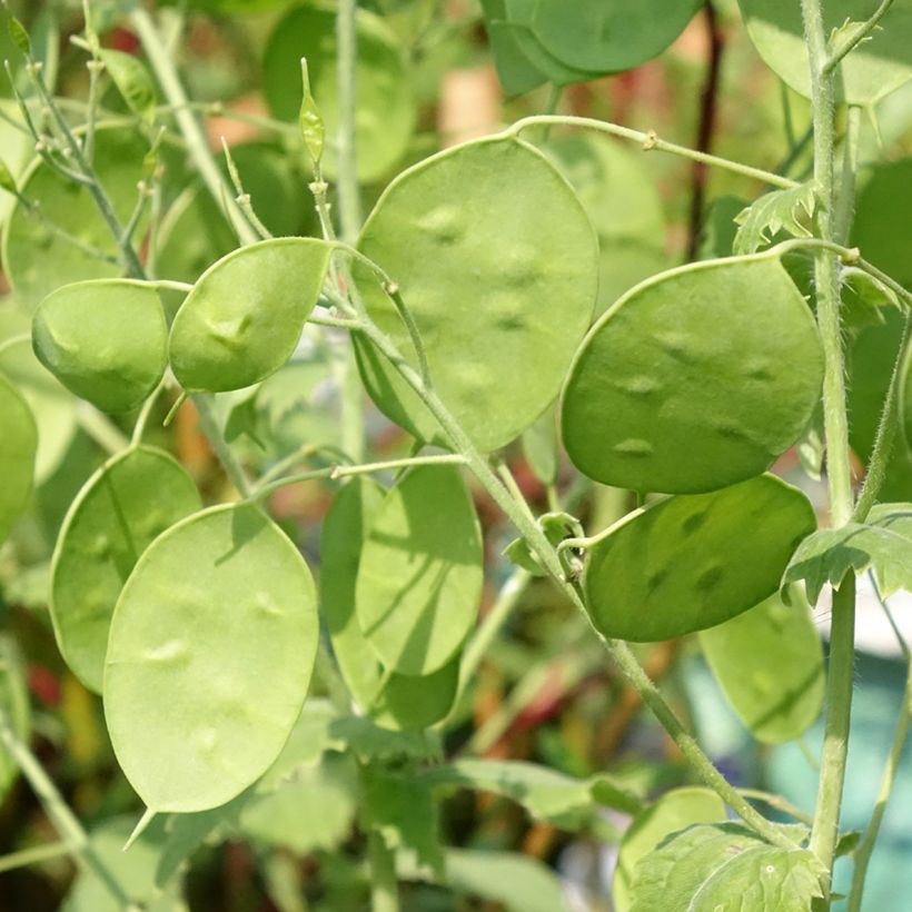 Monnaie du Pape Blanche - Lunaria annua Alba (Foliage)
