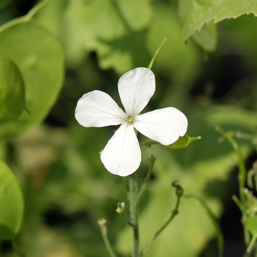 Monnaie du Pape Blanche - Lunaria annua Alba (Flowering)
