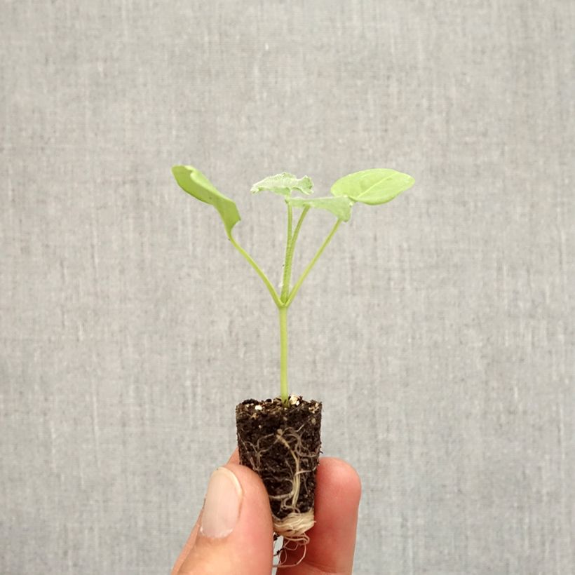 Example of Monnaie du Pape Blanche - Lunaria annua Alba Mini-motte Ø 1,5/2,5 cm, Plant vert de 3 à 5 cm de haut environ as you get in automne