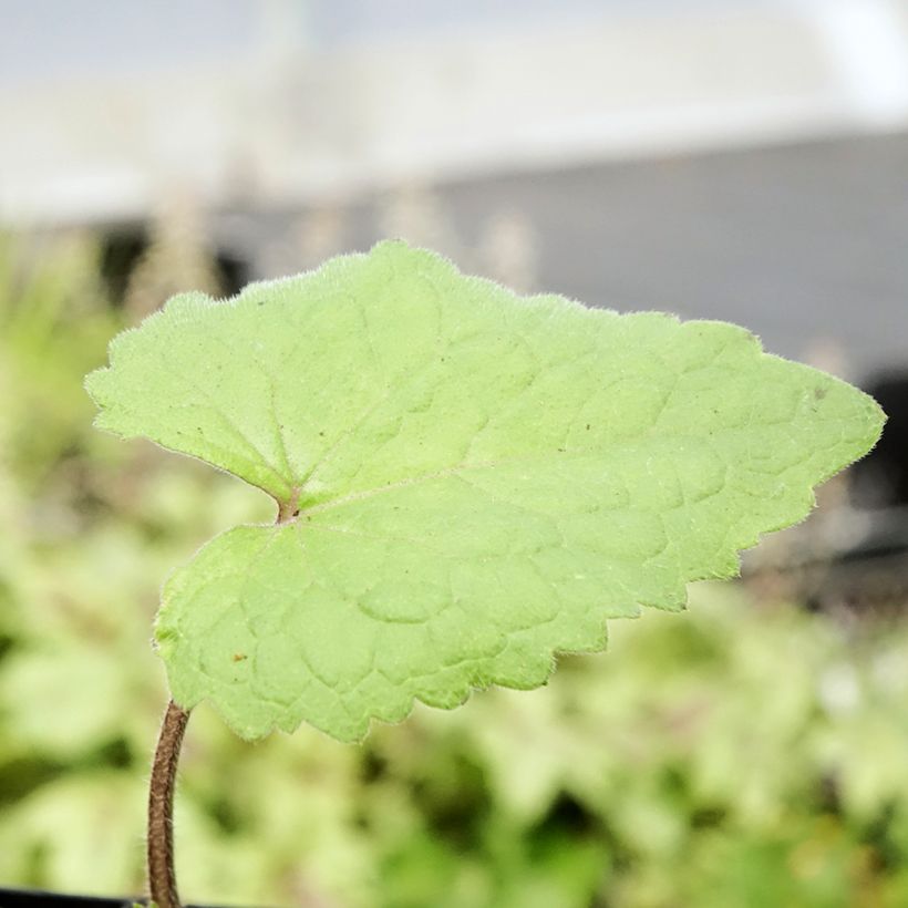 Monnaie du Pape - Lunaria annua (Foliage)