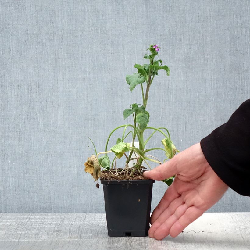 Example of Monnaie du Pape - Lunaria annua Godet de 8/9 cm as you get in printemps