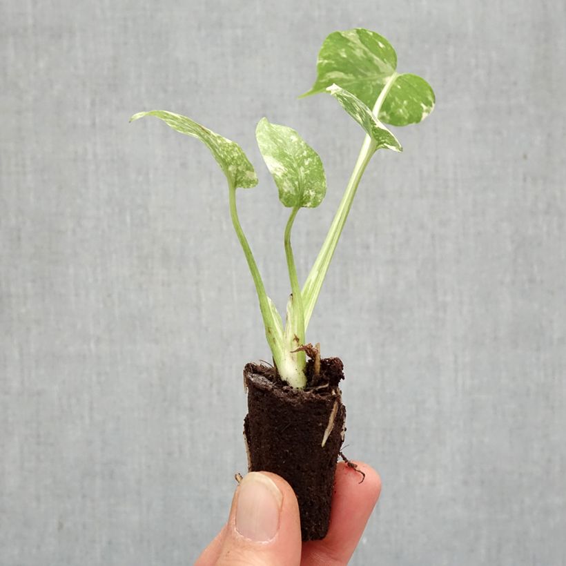 Example of Monstera Thai Constellation Mini-plante as you get in printemps