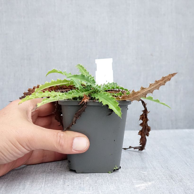 Spécimen de Morina longifolia Godet de 8/9 cm tel que livré en automne