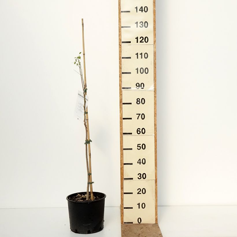 Spécimen de Moringa oleifera - Arbre de vie Pot de 7,5L/10L tel que livré en hiver
