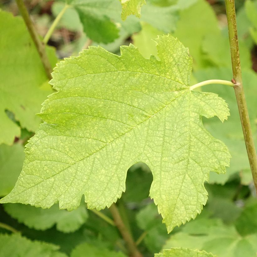 Morus acidosa Mulle - Mûrier de Corée (Foliage)