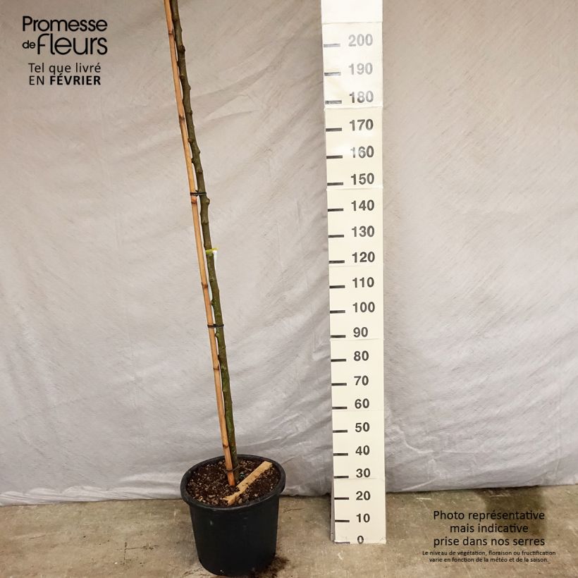 Example of Morus alba Fruitless - Mûrier blanc stérile Pot de 18L/20L, Haute-Tige, Haute Tige 8/10 as you get in printemps