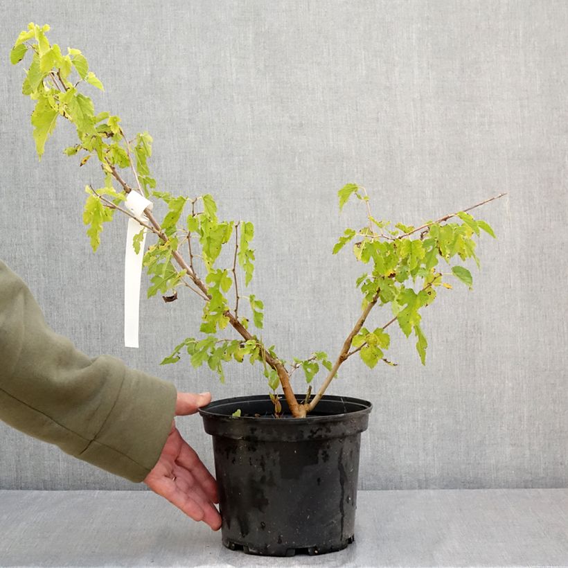 Spécimen de Morus alba Milanowek - Mûrier blanc Pot de 3L/4L tel que livré en été