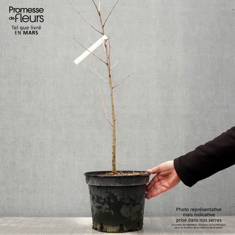 Example of Morus alba - Mûrier blanc  Pot de 7,5L/10L as you get in printemps