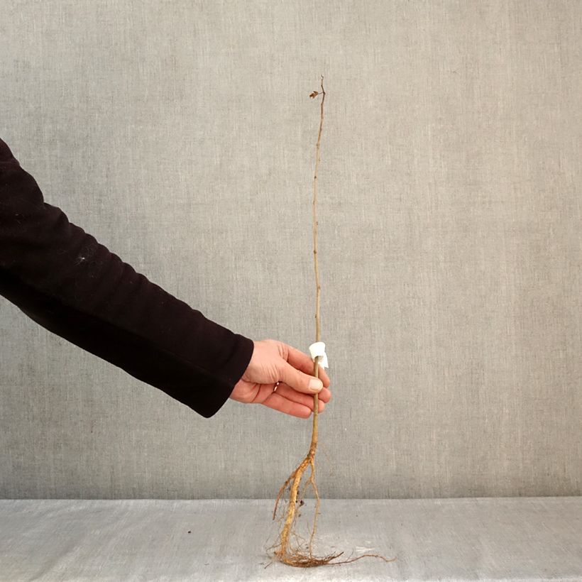 Example of Morus alba - Mûrier blanc  Racines nues as you get in hiver