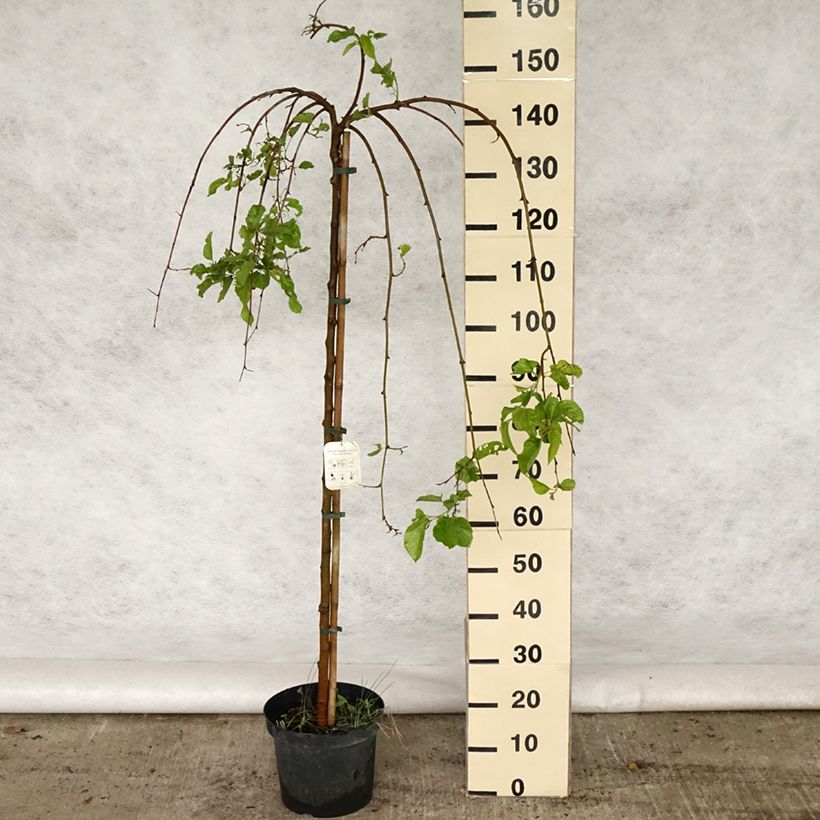 Spécimen de Morus alba Pendula - Mûrier blanc pleureur Pot de 7,5L/10L, Tige tel que livré au printemps