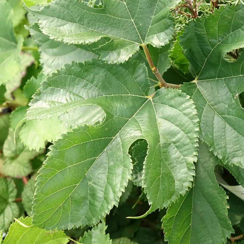 Morus alba Shin Tso - Mûrier blanc (Foliage)