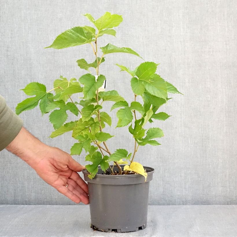 Spécimen de Morus alba Shin Tso - Mûrier blanc Pot de 3L/4L tel que livré en été