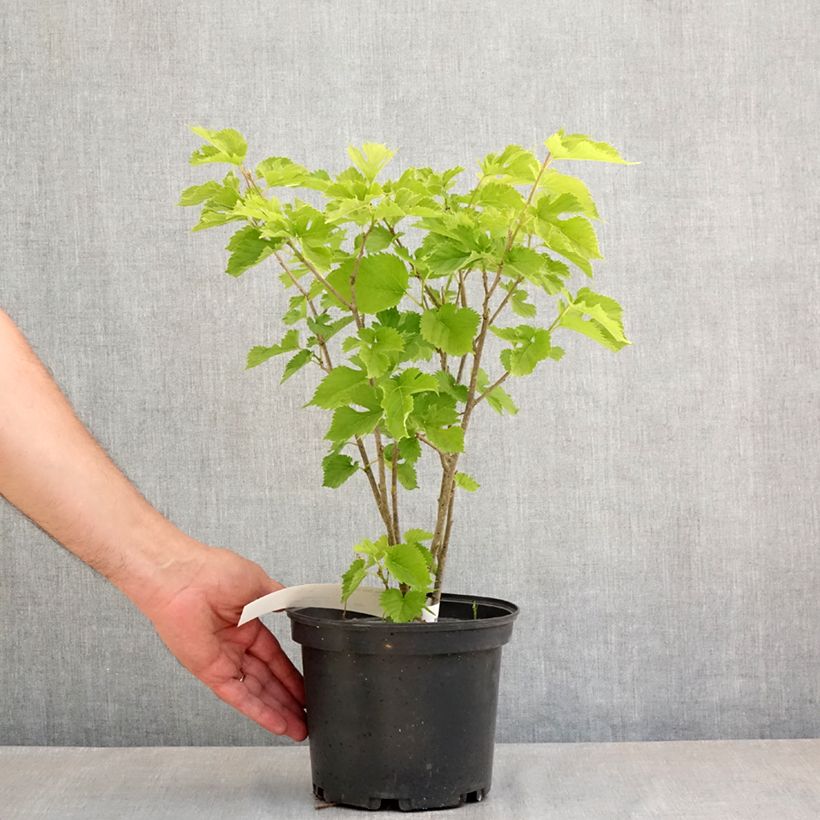 Example of Morus alba Shin Tso - Mûrier blanc Pot de 3L/4L as you get in printemps