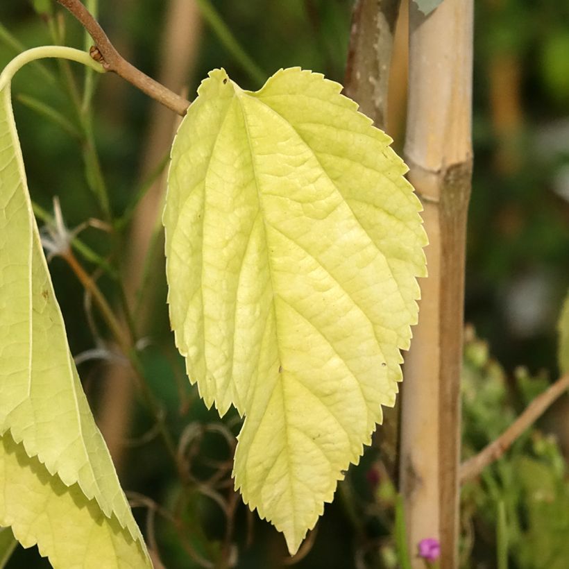 Morus latifolia Spirata - Mûrier à larges feuilles tortueux (Foliage)