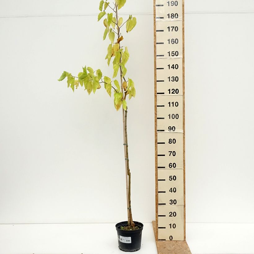 Spécimen de Morus latifolia Spirata - Mûrier à larges feuilles tortueux Pot de 7,5L/10L tel que livré en été