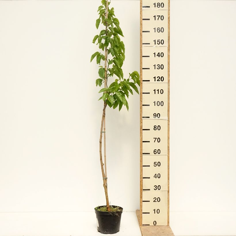 Example of Morus latifolia Spirata - Mûrier à larges feuilles tortueux Pot de 4L/5L as you get in printemps