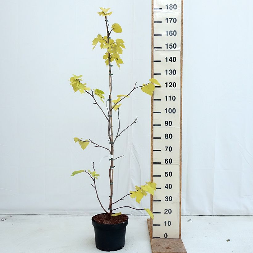 Spécimen de Morus nigra - Mûrier noir Pot de 7,5L/10L tel que livré en automne