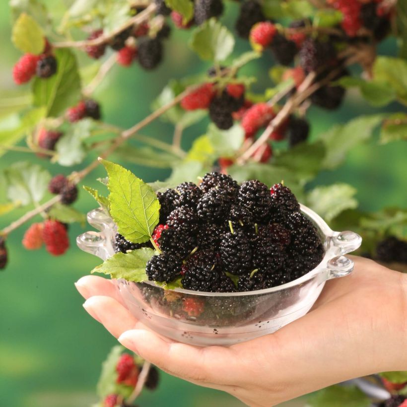 Mûrier nain Mojo Berry - Morus rotundiloba (Harvest)