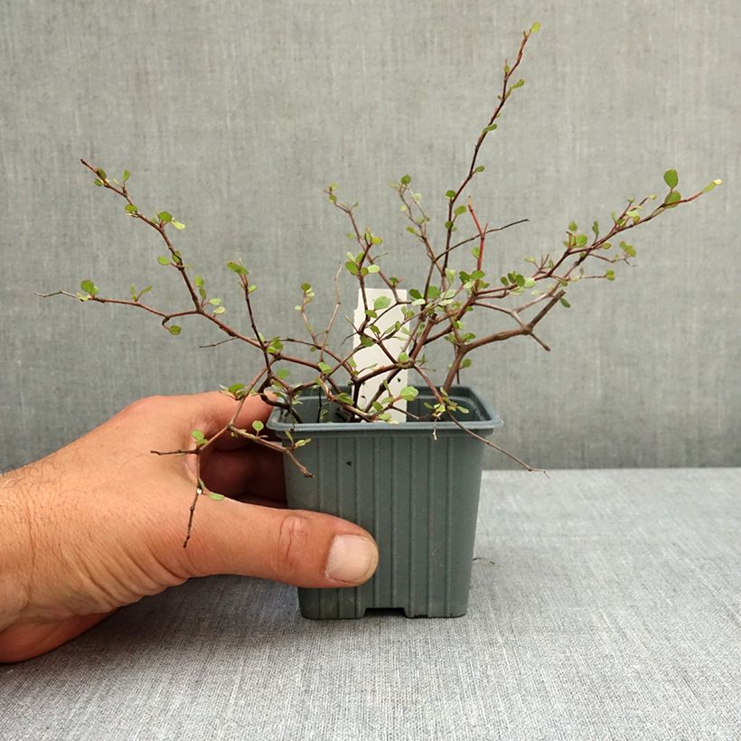 Spécimen de Muehlenbeckia astonii - lentille arbustive Godet de 8/9 cm tel que livré au printemps
