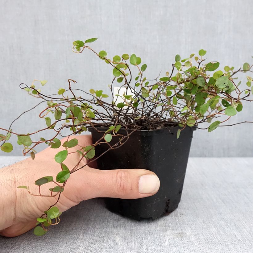 Example of Muehlenbeckia complexa  Godet de 8/9 cm as you get in printemps