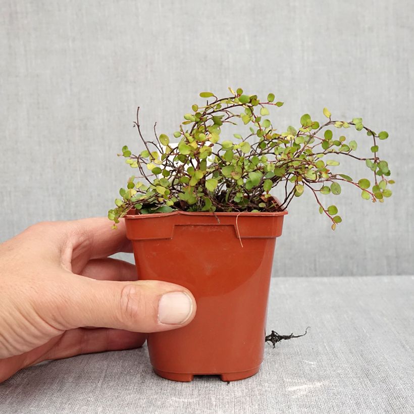 Spécimen de Muehlenbeckia complexa Golden Girl - Muehlenbeckie Godet de 8/9 cm tel que livré en automne