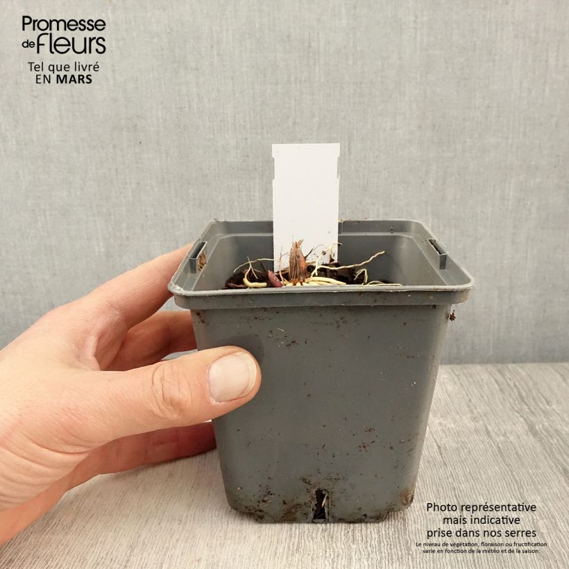 Example of Muguet panaché - Convallaria majalis Hardwick Hall Pot de 1,5L/2L as you get in printemps