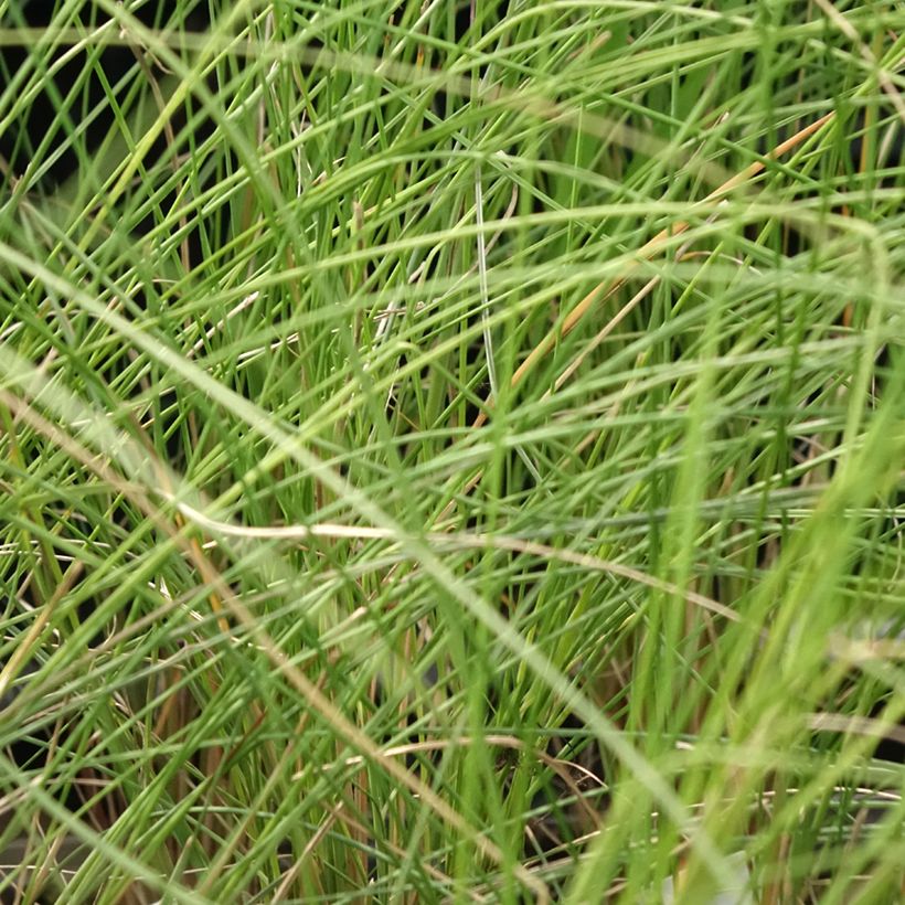 Muhlenbergia capillaris (Foliage)