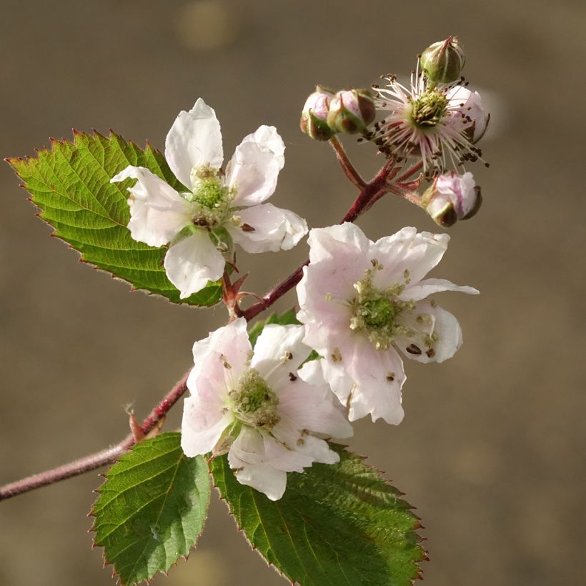 Mûre Dirksen Bio (Floraison)