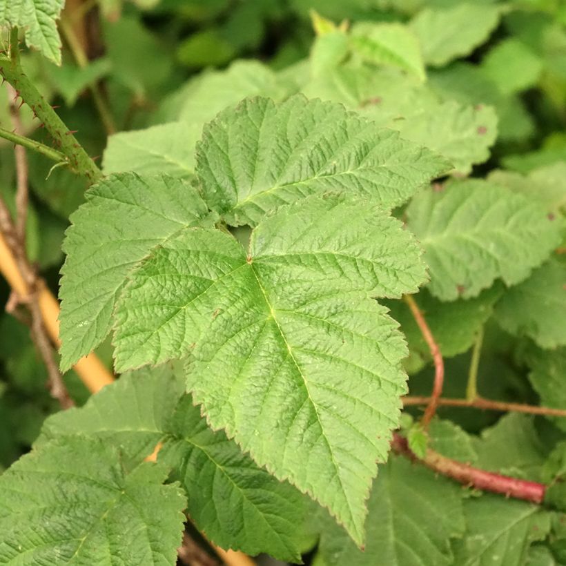 Mûre Medana Tayberry - Mûre-framboise (Foliage)