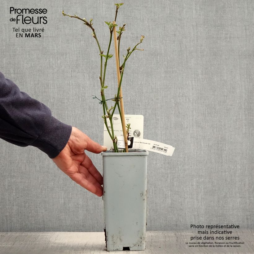 Example of Mûre naine Black Cascade - Rubus fruticosus Pot de 2L/3L, Touffe as you get in printemps