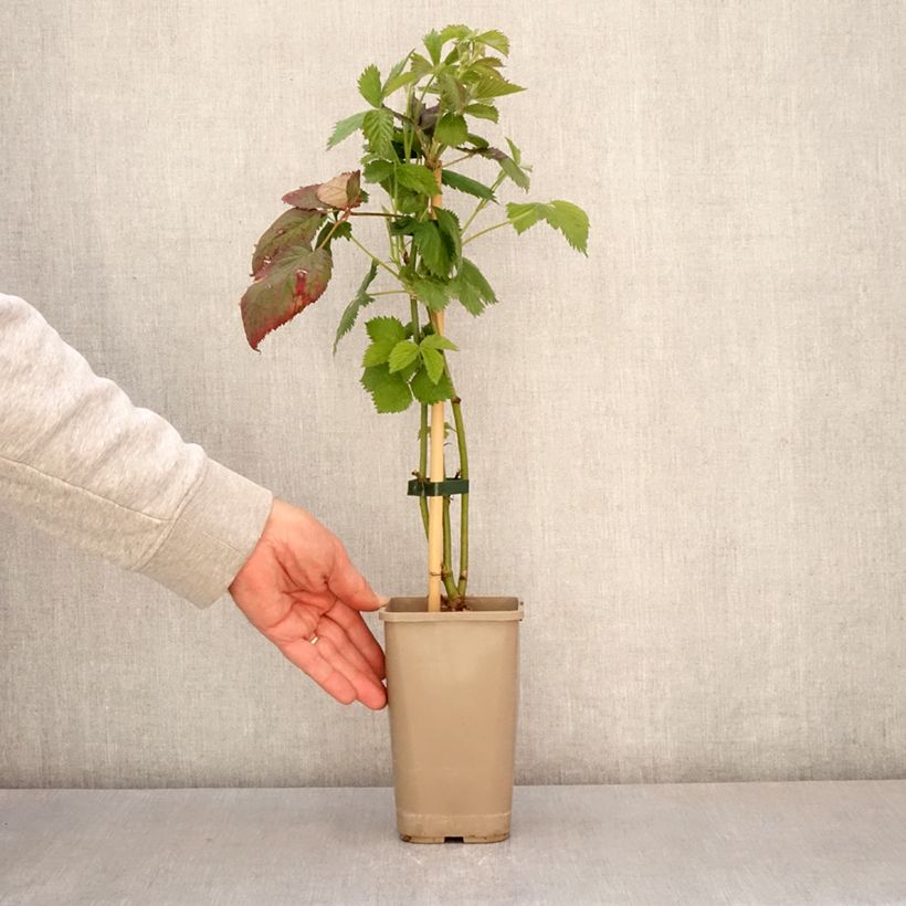 Spécimen de Mûre sans épine Navaho The Big Easy Pot de 1,5L/2L, Touffe tel que livré au printemps