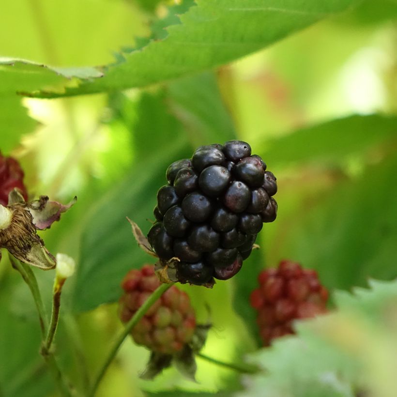 Mûre sans épine Navaho The Big Easy (Récolte)