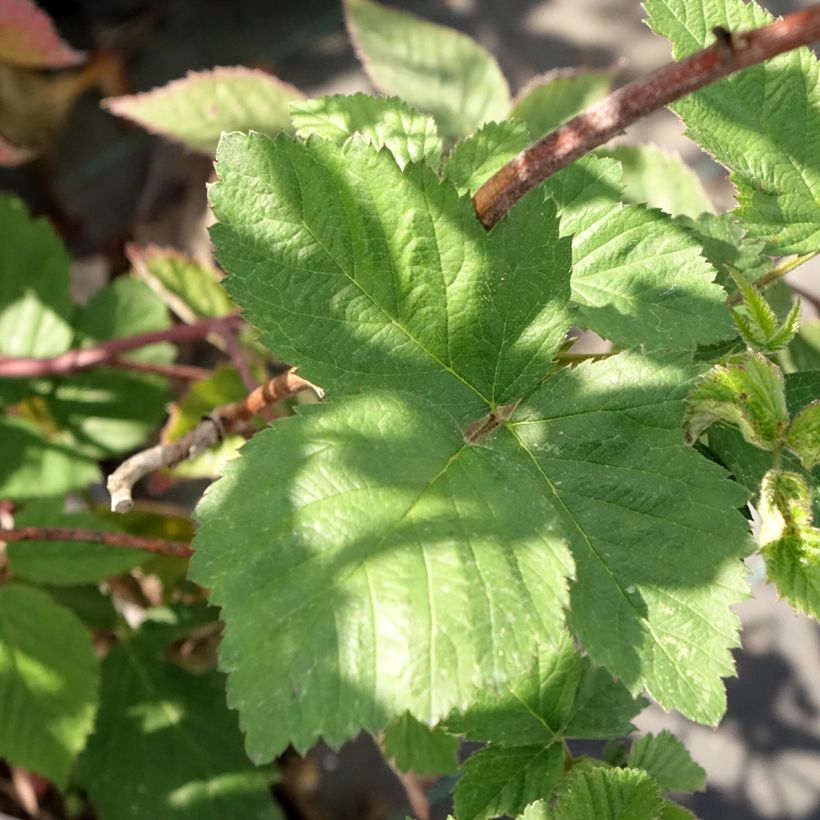 Mûre sans épines Dirksen Thornless - Rubus fruticosus  (Foliage)