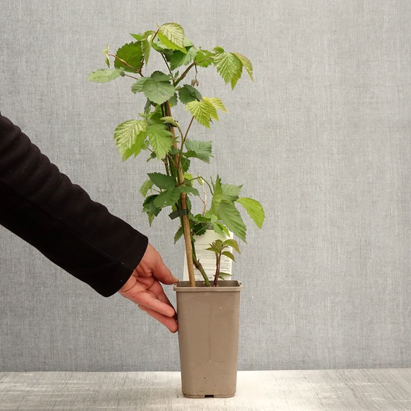 Example of Mûre sans épines Dirksen Thornless - Rubus fruticosus  Pot de 1,5L/2L as you get in printemps